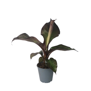 Ensete Maurelii Red Banana czerwony bananowiec